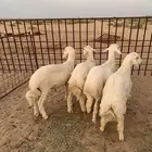 خرفان حري العدد4