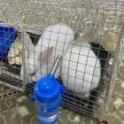 ارانب للبيع