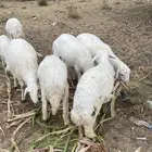خرفان للبيع