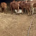 للبيع حسلان سمان