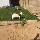 للبيع تيس مندي