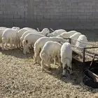غنم
