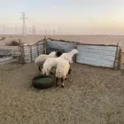 السلام عليكم