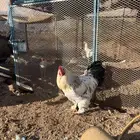 ديوك براهما بيور
