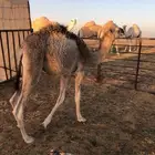 قعود تربيه