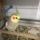 للبيع طير كروان ذكر