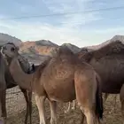 قعود عمره 9 شهور عليه 4800