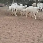 للبيع رخال رخال صنف ومن مراح طيب
