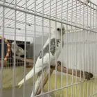 عصافير كروان