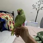 parrot ring neck green 6 months الطيار 5 اشهر