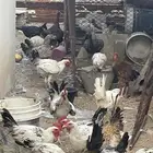 دجاج