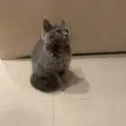 قط للتنبي