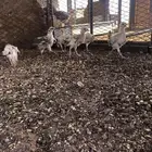 البيع فروخ محصنه