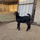 تيس وعناق فل