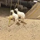 ذبايح للبيع