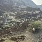 ابل للبيع