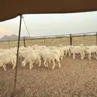 بهم حري طليان ورخال يضحي