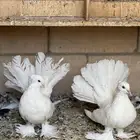 حمام رقاص هندي