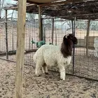 طلي فاخر راس ولون وجبار