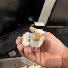 فرخ كنيور تصنيف بطل