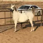 للبيع فرس شعبيه شيخه وفاخره