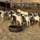 معزا مقاني العدد18 بفحل فيها شي دفيع و شي لا البيع جمله