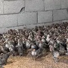 للبيع صوص فيومي اصل سوبر جامبو