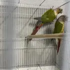 جوز كنيور انناس