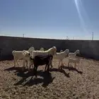 معزا مشروكات