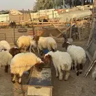 طليان نعيم تربية مزرعه العمر تقريبا 5 اشهر