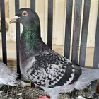 حمام زاجل هولندي