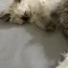 قطط