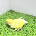 فرخ كروان لاتينو غر