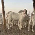 مشاريع فحول مشاريك