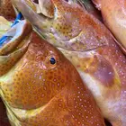 اسماك طازجة جدة   ثول