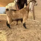 عنز خصم