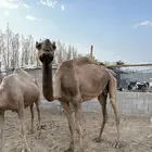 ناقه ضريبه كفو للبيع