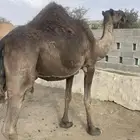 خلفه مجهم كفو تحتها بكره طيبه