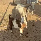 عنز والد معها جفره