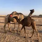 خلفه للبيع هديه وفيها حليب معها قعود عمره بين 4 شهور او 5