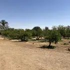 اشجار برتقال ويوسفي مثمر للبيع
