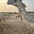 للبيع خلفه وضحا وتحتها قعود غرنوقي