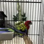 طيور ذكر روزيلا حجام شرط صحه ونظافه الموقع القطيف