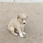 كلاب قولدن جرا