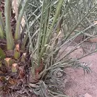 فسائل نخيل مجانا