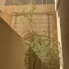 شجرة سدر فاخرة طولها يتجاوز 10 متر   النقل والتحميل علىك
