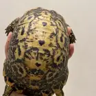 سلحفاة يونانية أنثى