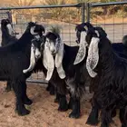 معزا عوارض صنف بفحلها (تم البيع)