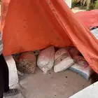 تمر علف للأغنام