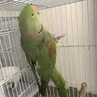 دره نيبالي( تم البيع)